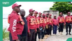 NDLEA explains how Borno youths drink fermented urine, lizard dung to get high