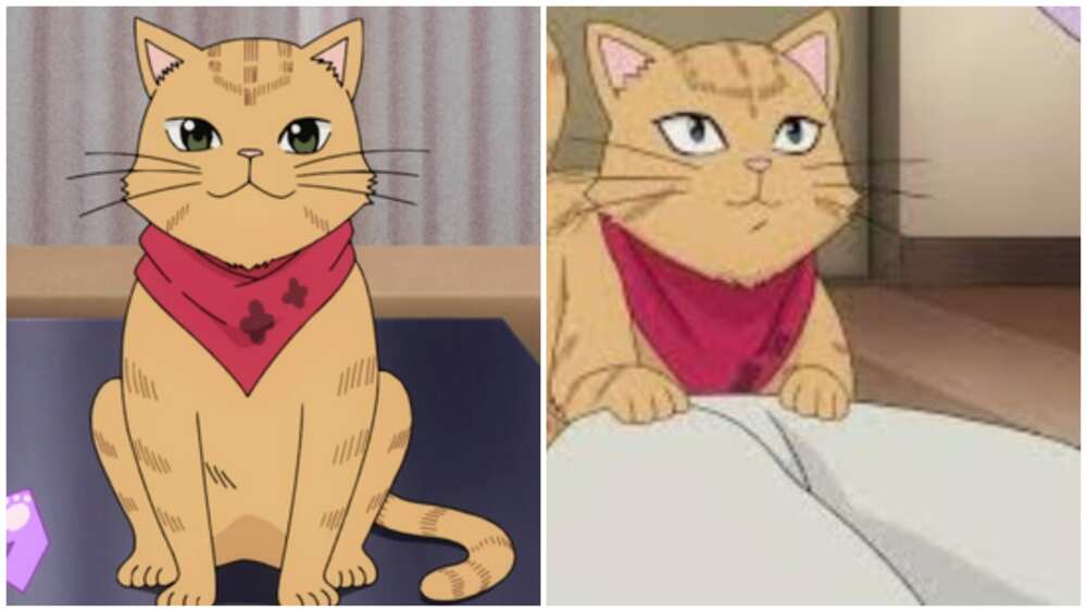 cats from anime