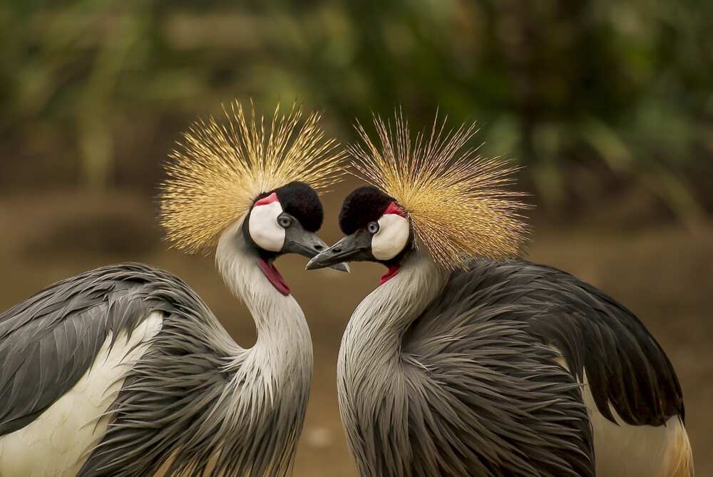 What does a bird symbolize? What does a bird symbolize?