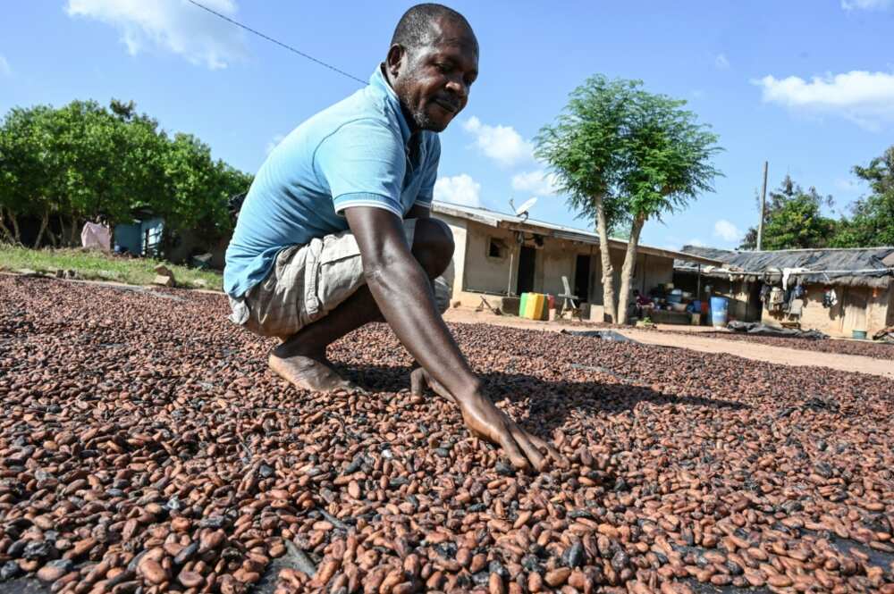 The two countries are threatening to punish corporations by barring them from visiting plantations to estimate harvests -- a key factor in cocoa price forecasting