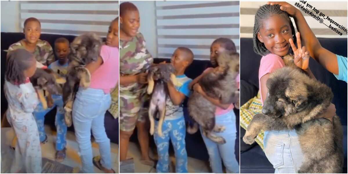 I had to bribe them: Actress Mercy Johnson shows off 2 security dogs she got for her kids