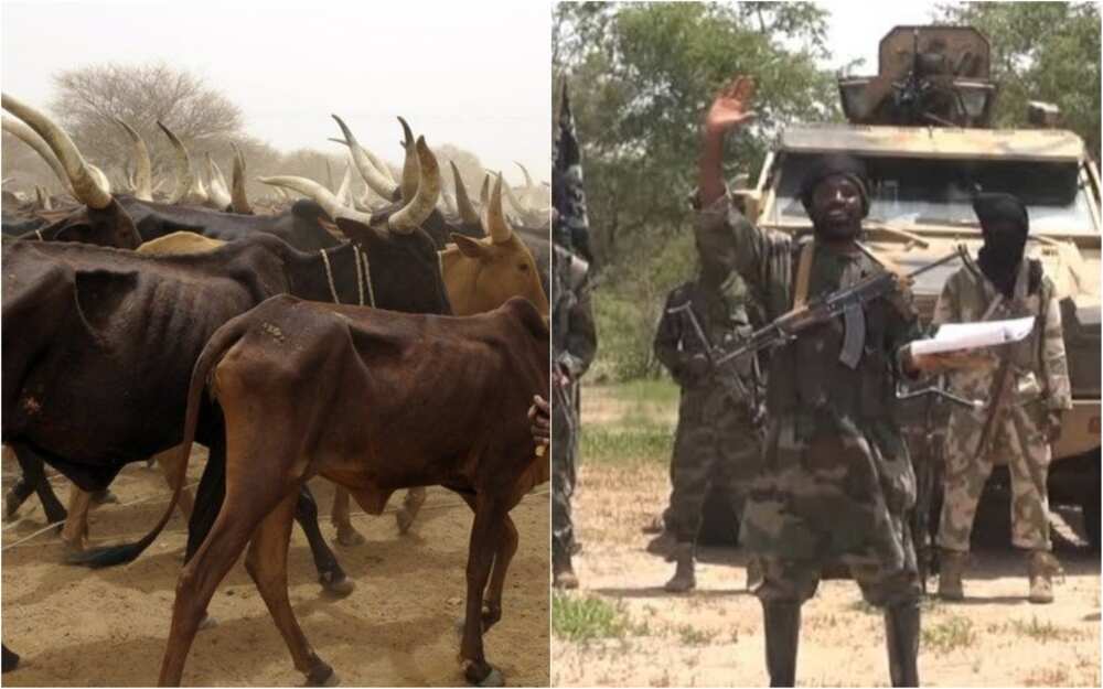 An gano 'yan Boko Haram na horar da makiyaya tare da karbar shanu a matsayin haraji, Rahoto