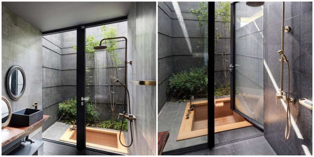 Luxury toilet with tree inside it sparks massive reactions on social media