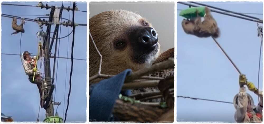 Sloth was rescued from possible death by maintenance workers in Taraza, Colombia