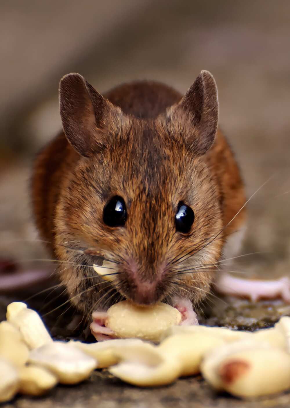 hantavirus transmission