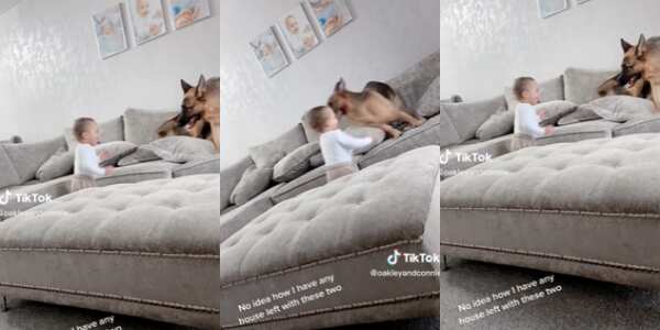 Lovely Dog Babysits Kid, Plays 'Hide n Seek' With Him in Viral Video