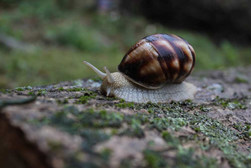 snail farming in nigeria snail farming in nigeria