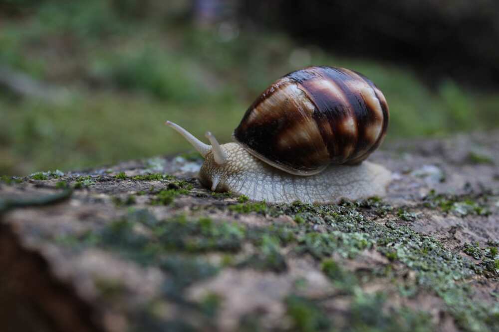 snail farming in nigeria