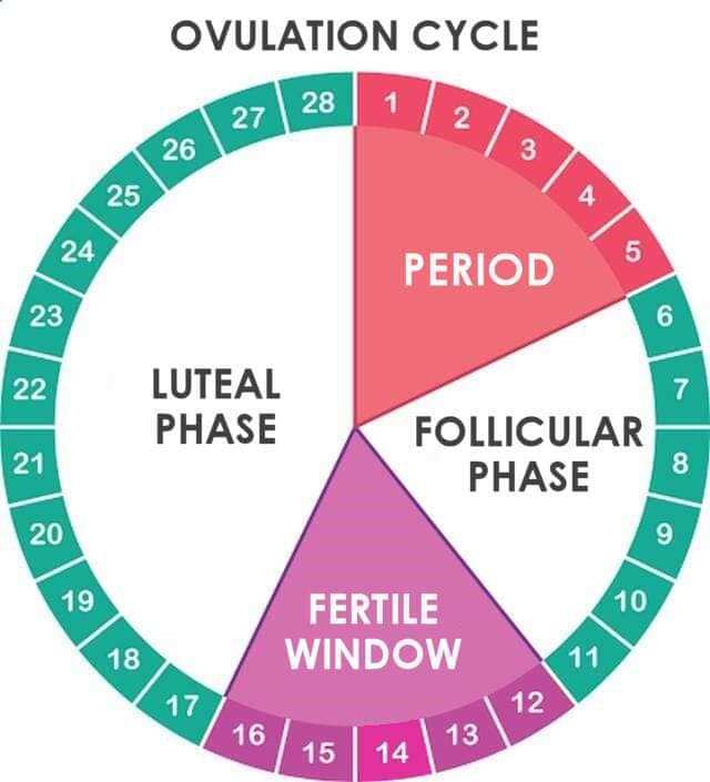 menstrual cycle chart safe days