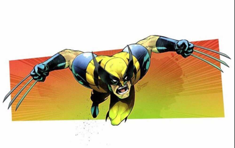 Wolverine animal
