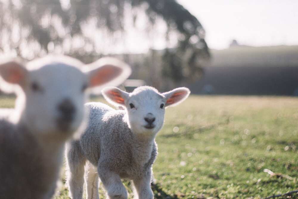 Names of animals and their young ones (with pictures) Names of animals and their young ones (with pictures)
