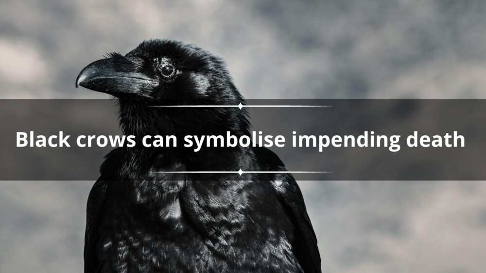 black crow’s spiritual meaning