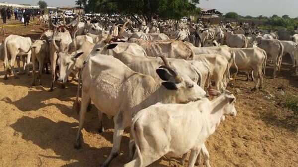 Insecurity, Miyetti Allah, cows, Kaduna