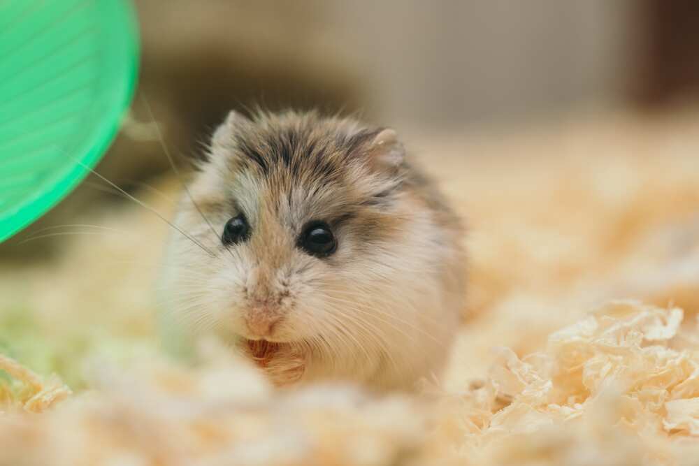 cute hamster names cute hamster names