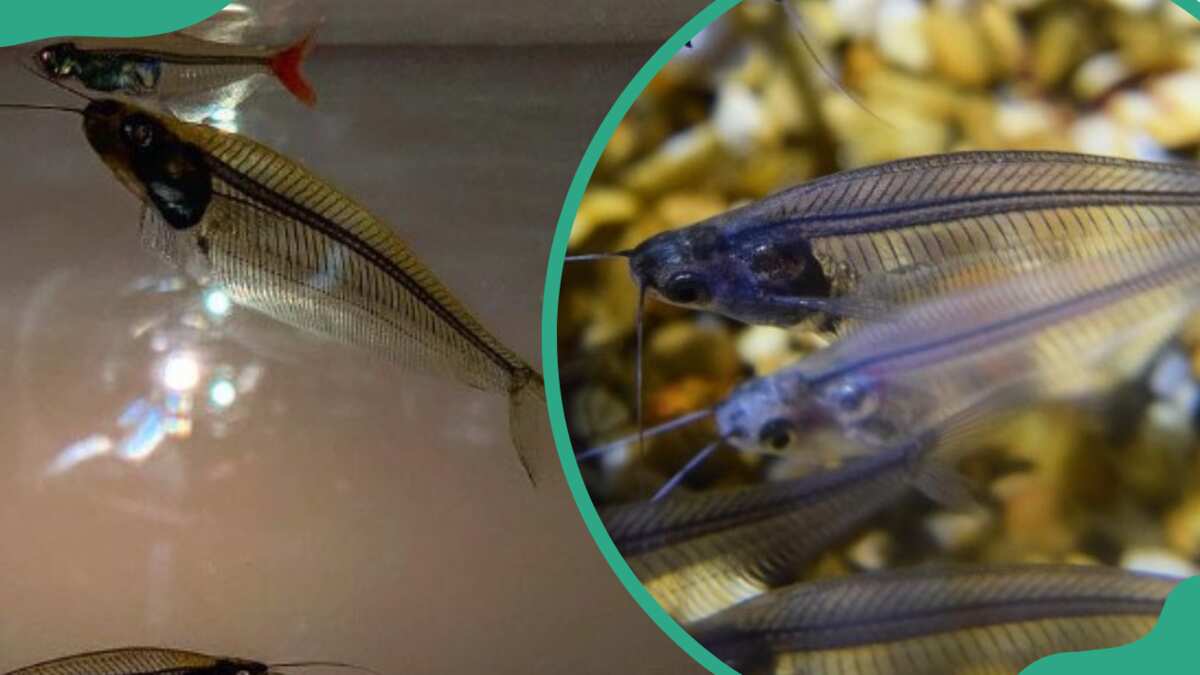 X-ray fish facts: Interesting things you should know about them