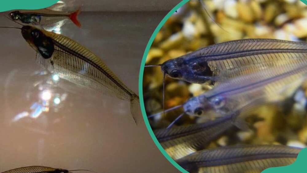 Two X-ray fish swimming in the water (L). Four X-ray fish swimming (R)