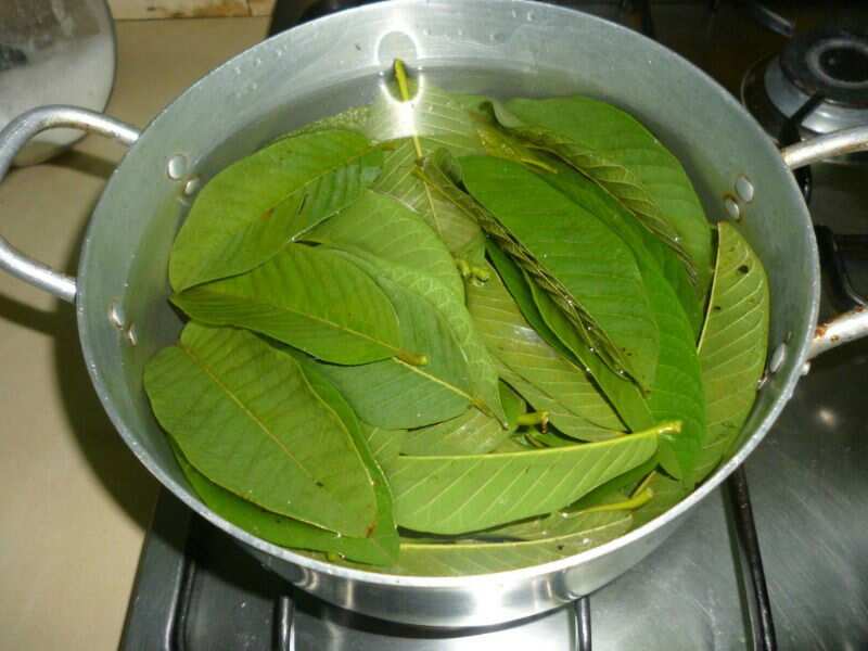 How to prepare guava leaf tea from fresh leaves