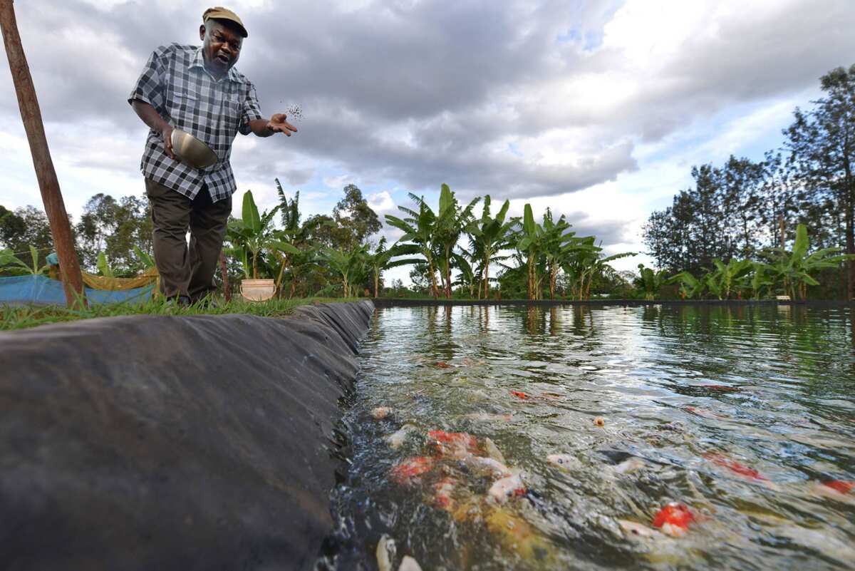 fish farming