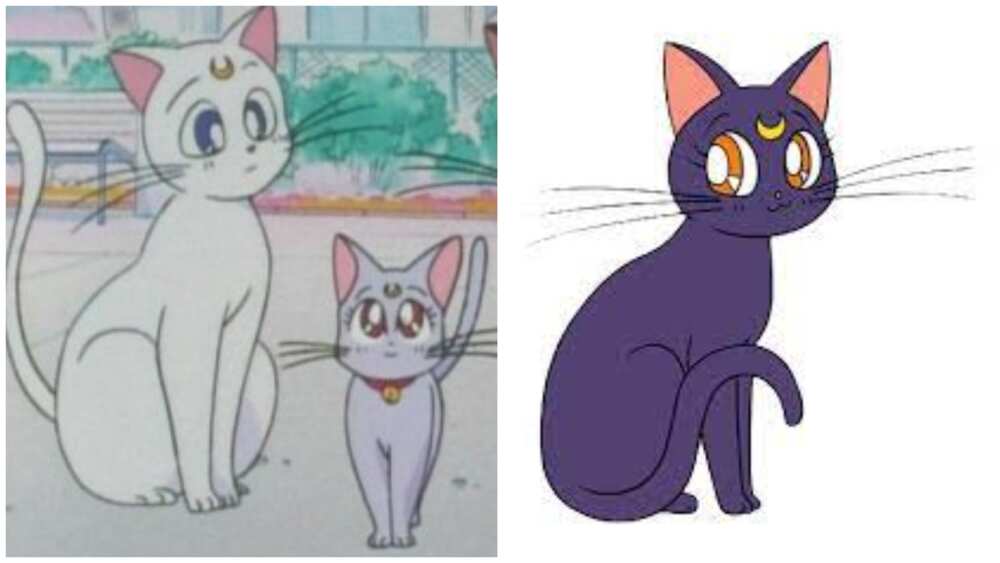 cat anime characters