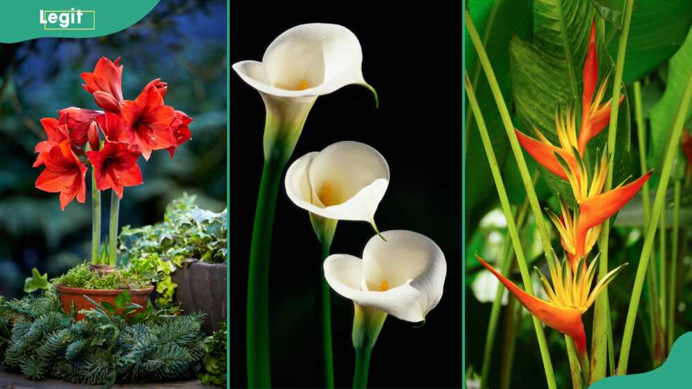 Amaryllis (L), calla lily (C), bird of paradise (R)