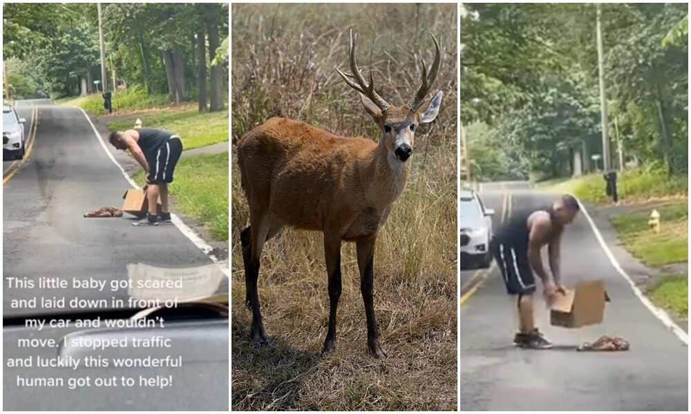 Kind man helps deer out of the road, saves its life