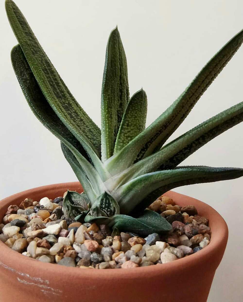 Popular types of succulents (with pictures) - Legit.ng