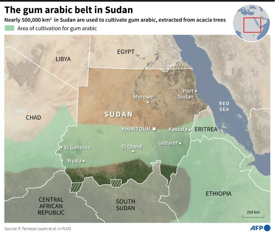 The gum arabic belt in Sudan