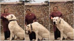 Video shows very big dog & woman together, she feeds it in viral video