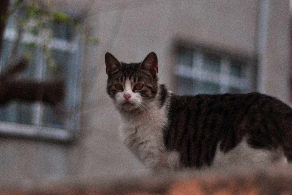 What is the most expensive cat? What is the most expensive cat?