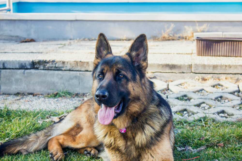 A German Shepherded leaning on grass