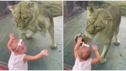 Video Of little girl playing with lion in the wild heaps massive reactions on social media