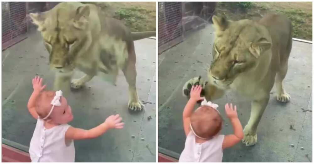 Baby girl playing with lion, scary kid videos, funny kid videos
