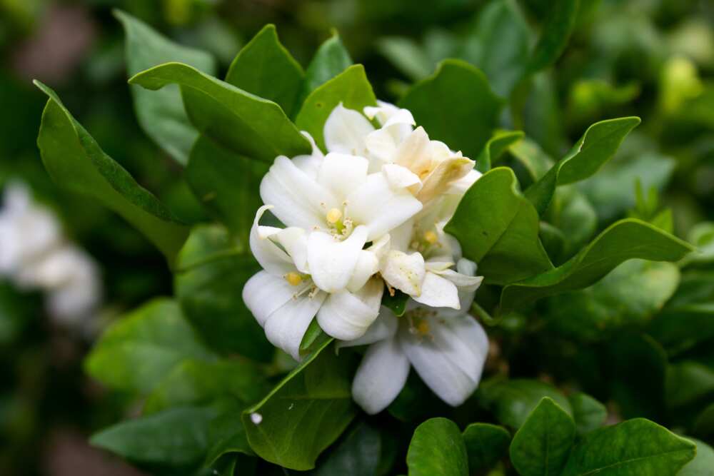 A jasmine flower