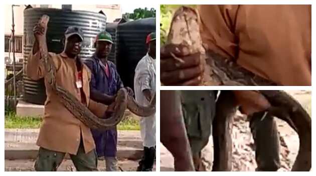 The python was caught in a drainage