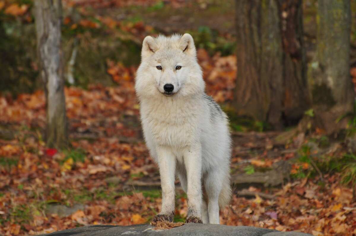 dark brown female wolf