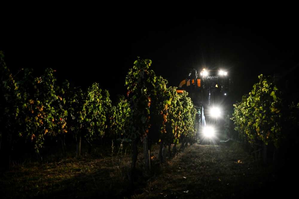 Harvesting grapes at night is becoming more common in Bordeaux due to climate change
