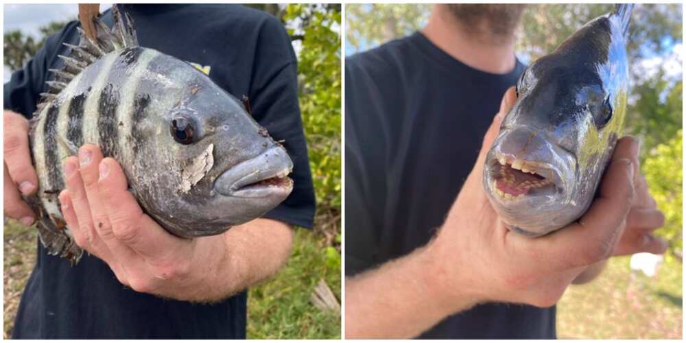 Man catches fish with human-like teeth and weird smile, says it is the strangest fish he has ever caught