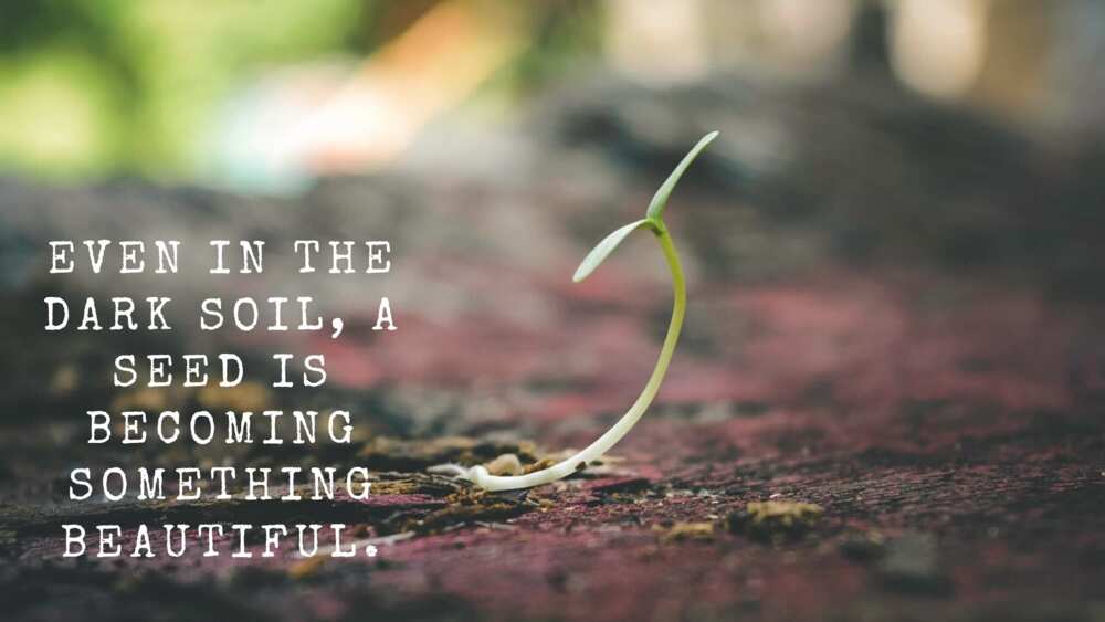 quote on flower quote on flower