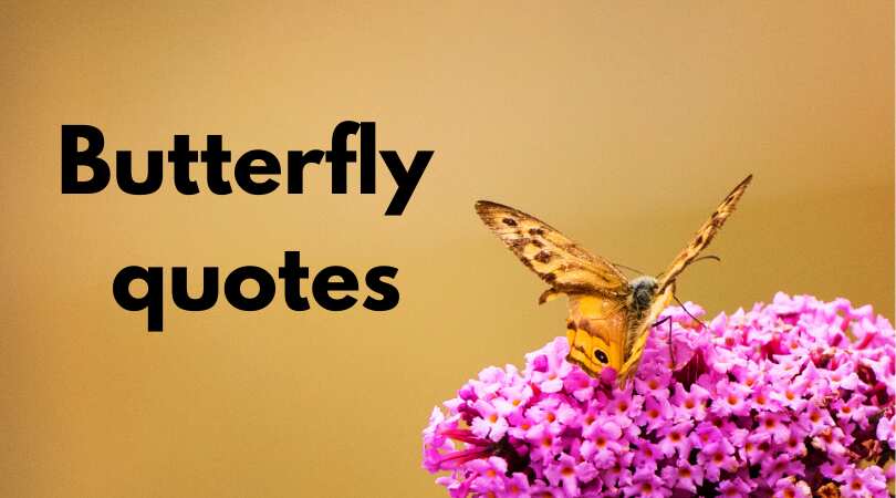 butterfly quotes about change