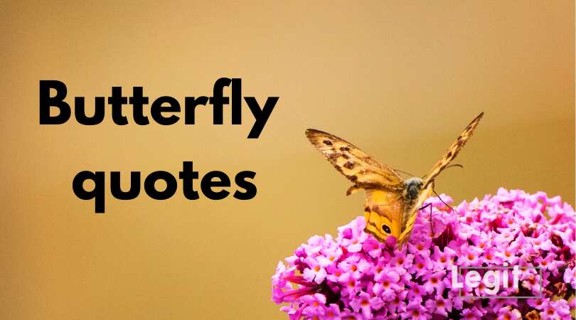 butterfly quote