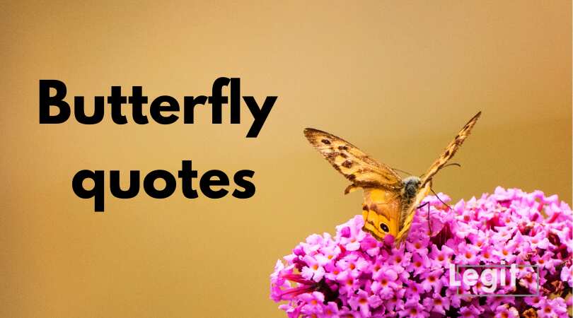 100 Butterfly Quotes - Parade