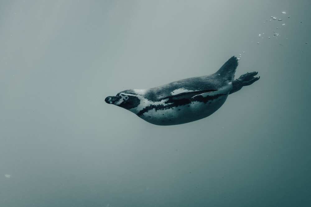 Weird penguin facts Weird penguin facts