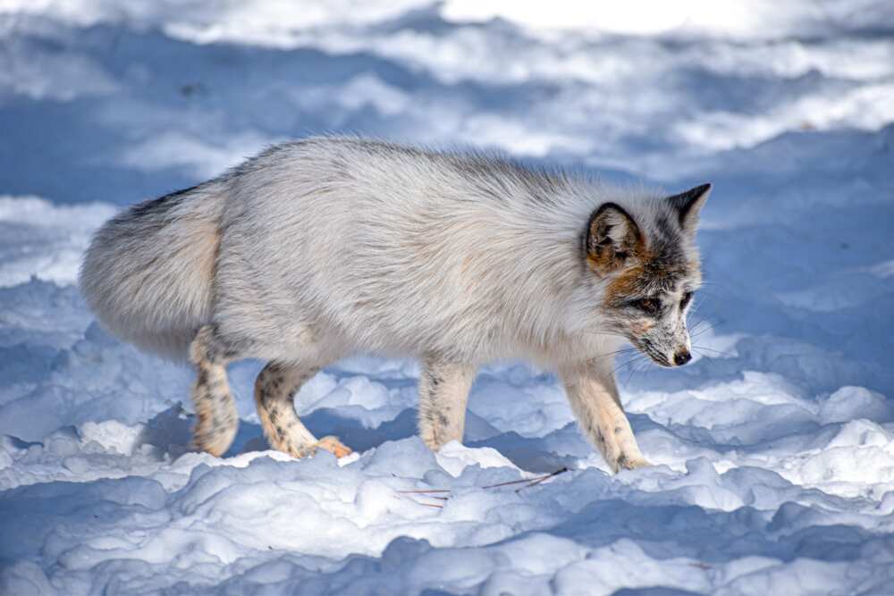 Good fox names