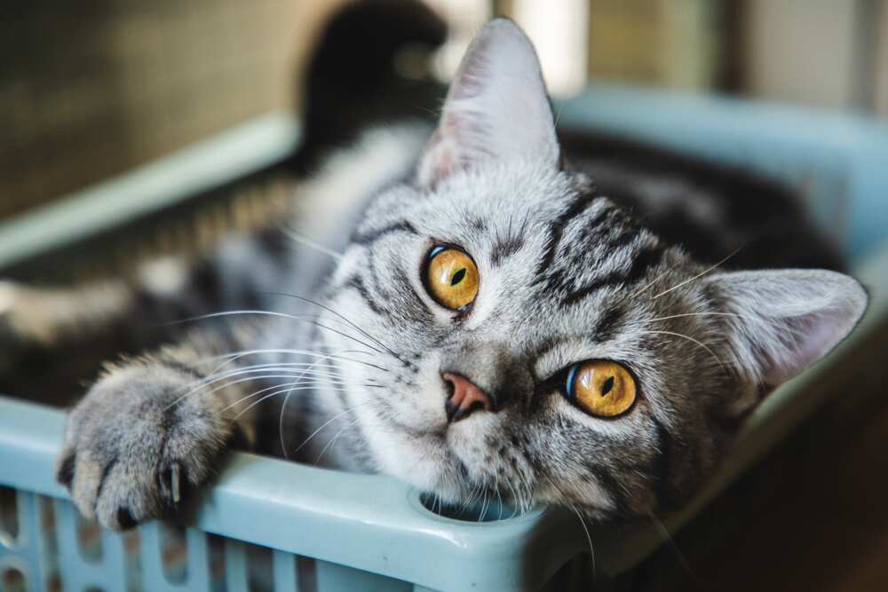 age d'un chat age d'un chat