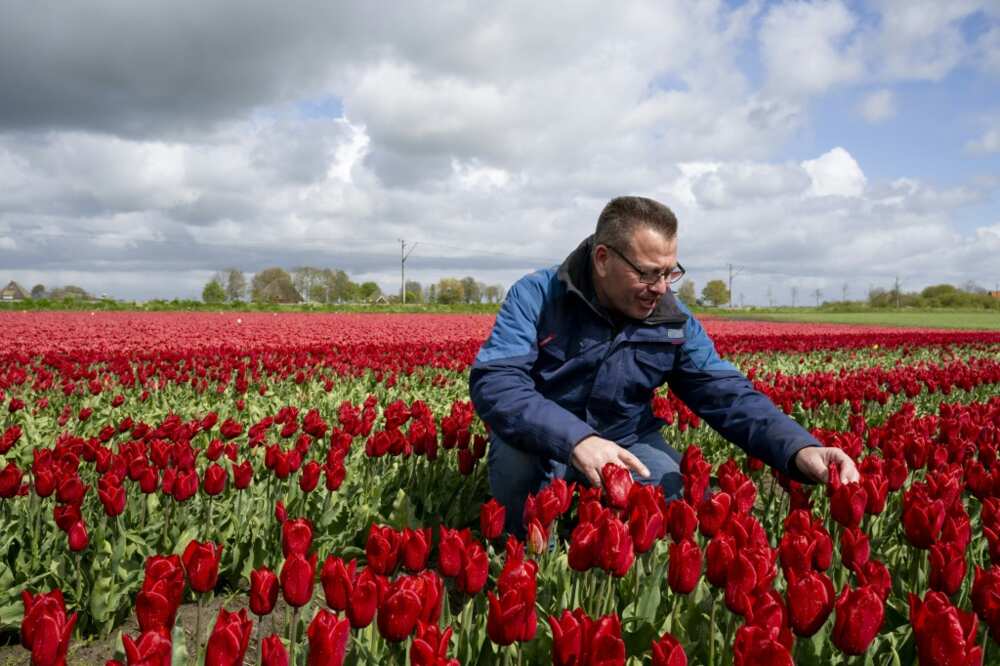 Arjan Smit is a third expertise tulip farmer
