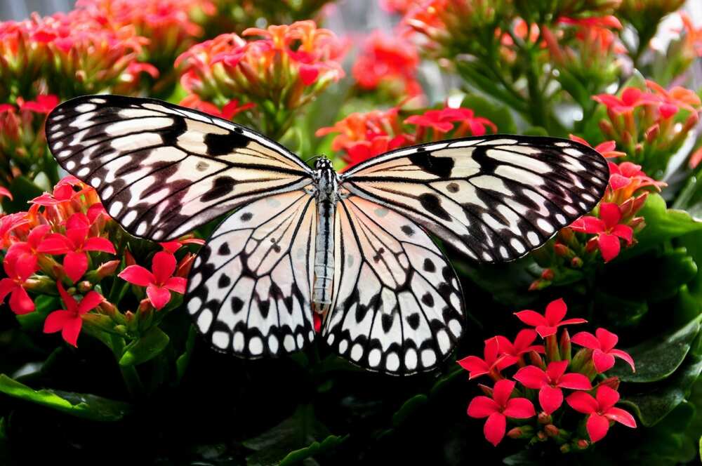 how long do butterflies live how long do butterflies live
