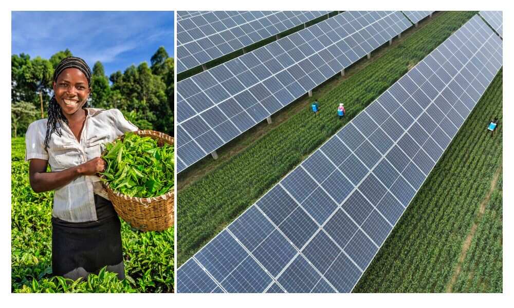 Heifer International, Zaria, Farmers Heifer International, Zaria, Farmers