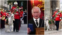 Photo shows "white ram intended for sacrifice" for crowning of Prince Charles as King of England?