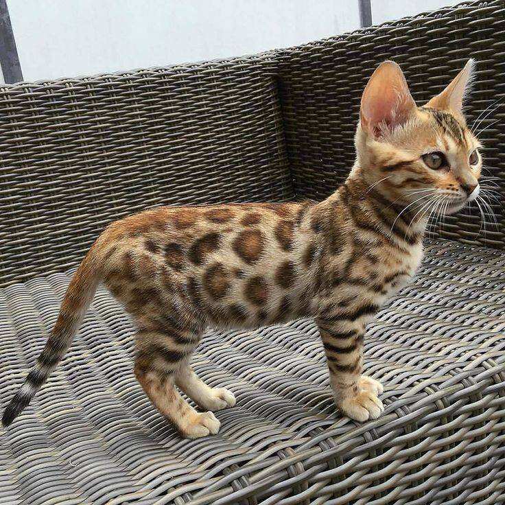 world's most expensive cat
