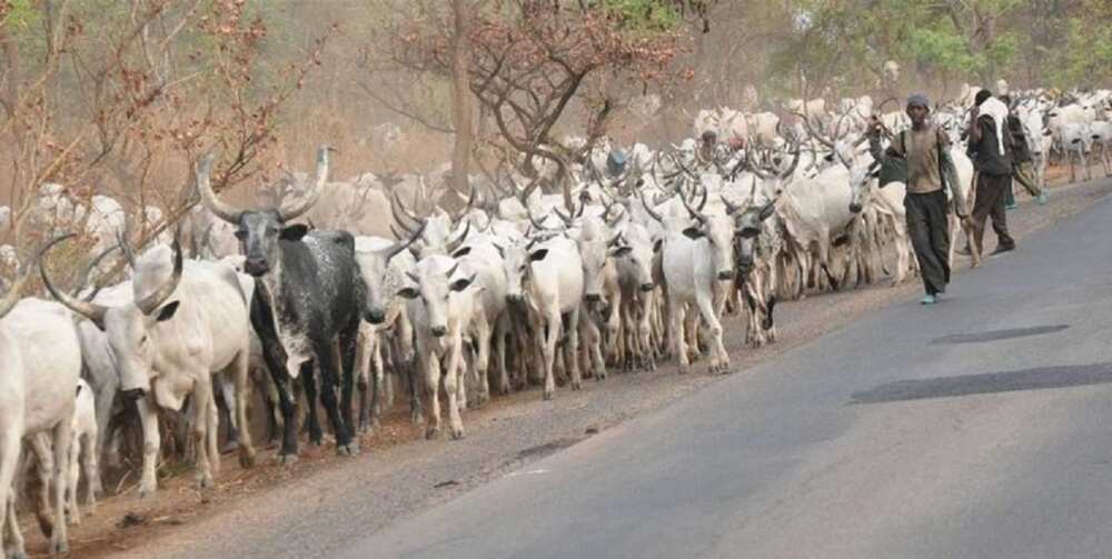 FG dismisses herders allegations that herders intentionally destroy farms